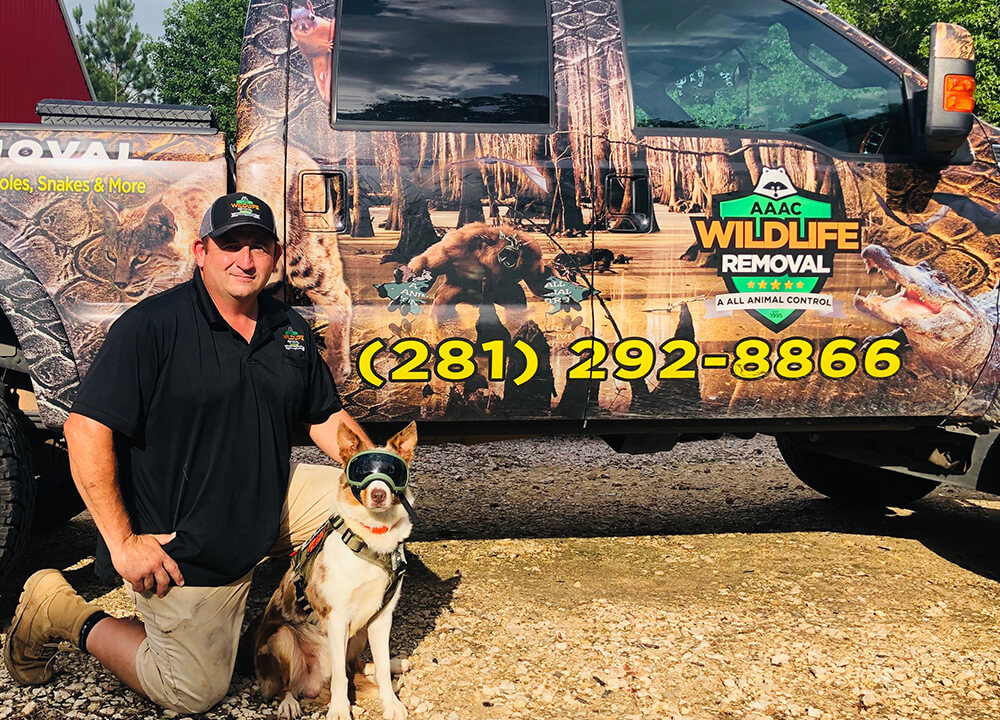 Collin County Squirrel Removal