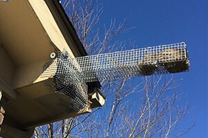 Squirrel in trap at soffit