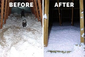 soiled attic insulation cleanup
