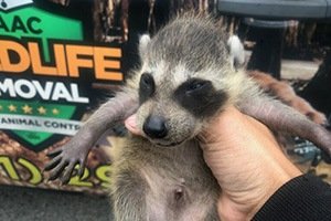 Wild raccoon kit removed from a customers attic
