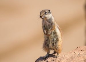 Gopher standing on a rock