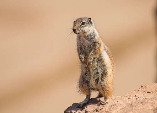 For Gopher Problems - We've Got Answers!