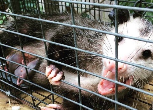 Opossum Trapping  Professional Wildlife Services