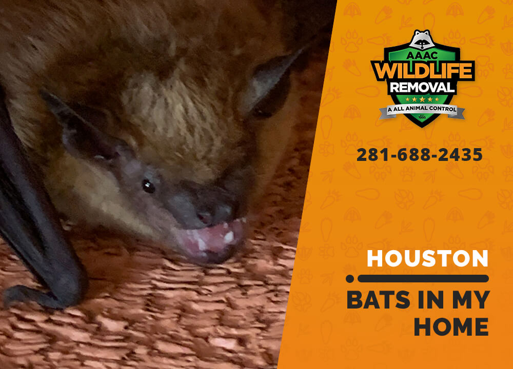 bats in my houston home