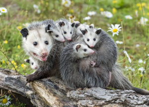 Opossums sitting on a branch