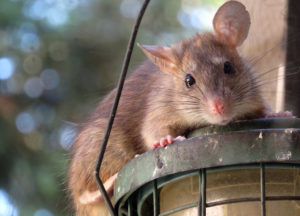 Rat in a backyard