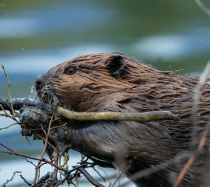 beaver chewing on sticks