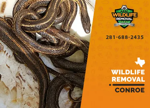 Conroe Wildlife Removal professional removing pest animal