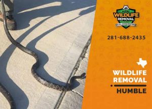 Humble Wildlife Removal professional removing pest animal