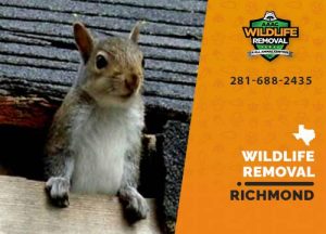 Richmond Wildlife Removal professional removing pest animal