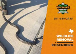 Rosenberg Wildlife Removal professional removing pest animal