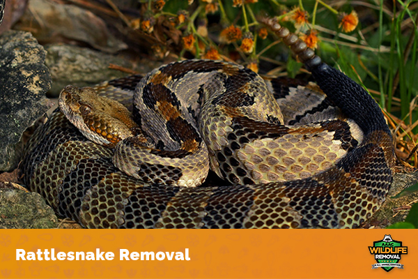 How Many Rattles on a Rattlesnake? - AAAC Wildlife Removal of Houston