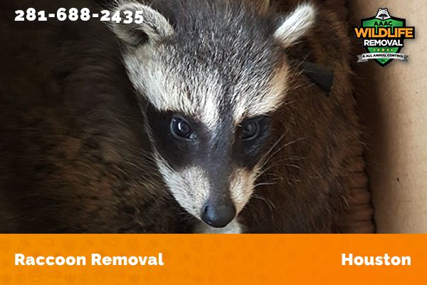 Raccoon Removal Houston | Houston Raccoon Control & Removal