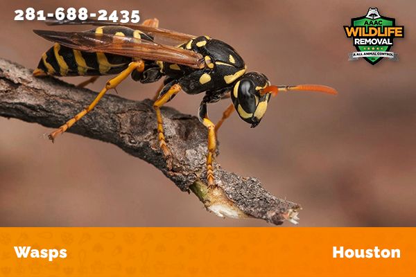 Insect Houston Wildlife Removal Houston | Wildlife Control Service of Houston