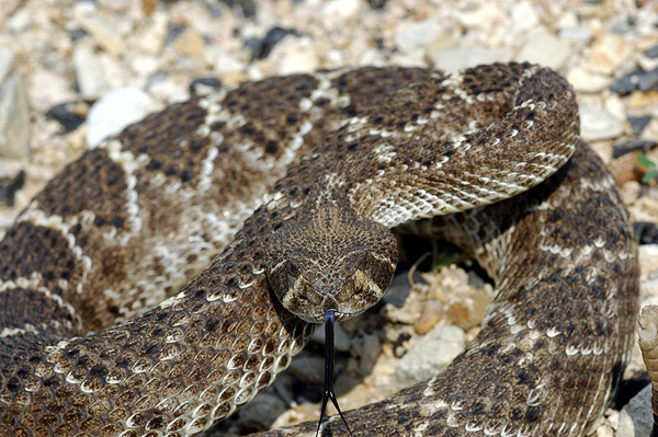 image of a rattlesnake