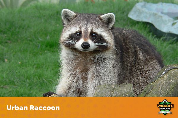 Suburb Racoons Where Did Raccoons Originate? - AAAC Wildlife Removal of Houston